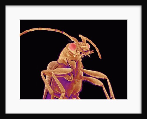 Long-horned beetle by Anonymous