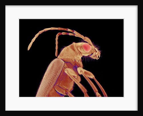 Long-horned beetle by Anonymous