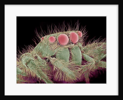 Jumping spider by Anonymous