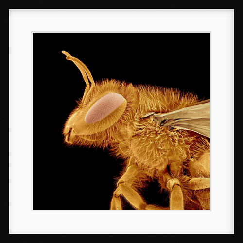 Head of a Bee by Anonymous