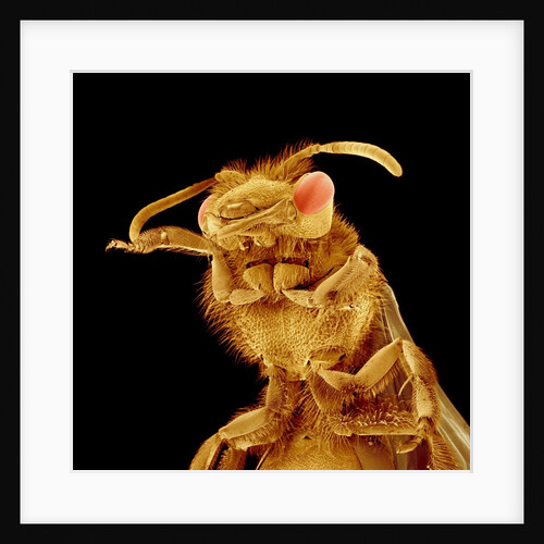 Front half of a Bee by Anonymous