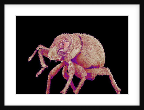 Weevil by Anonymous