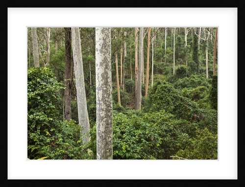 Spotted gum tree forest in Murramarang National Park by Anonymous