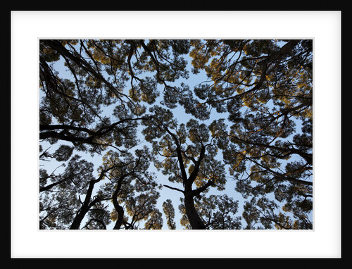 Forest Canopy by Anonymous