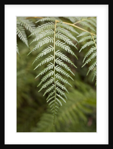 Tree Fern in Grampians National Park by Anonymous