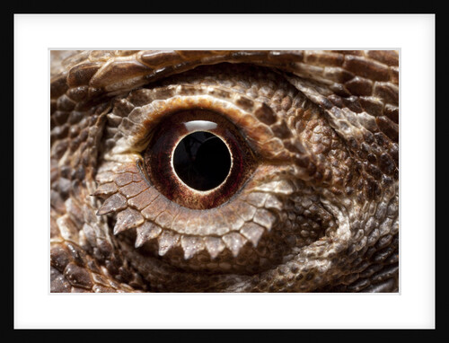 Eye of an Inland Bearded Dragon by Anonymous