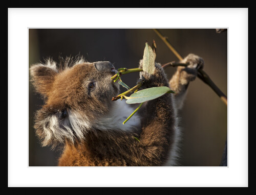 Koala in eucalyptus tree in Great Otway National Park by Anonymous