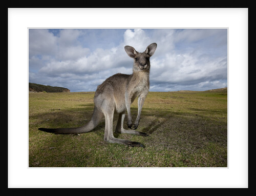 Eastern Gray Kangaroo in Australia's Murramarang National Park by Anonymous