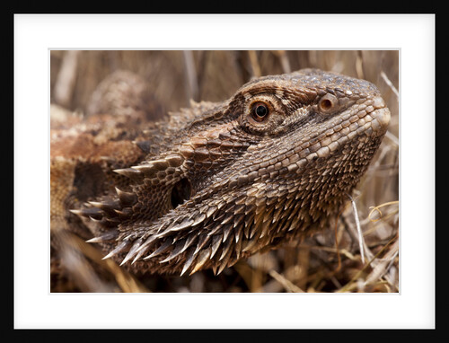 Inland Bearded Dragon in the Australian Outback by Anonymous