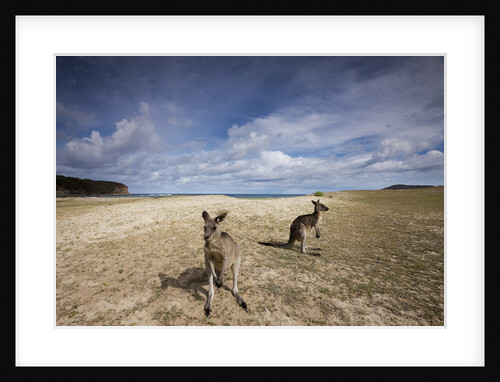 Eastern Gray Kangaroos on beach in Murramarang National Park by Anonymous