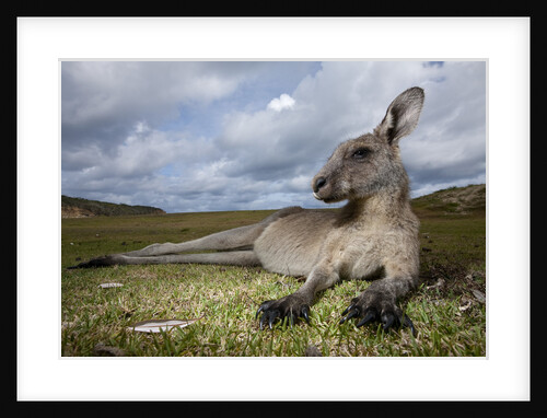 Eastern Gray Kangaroo in Murramarang National Park by Anonymous
