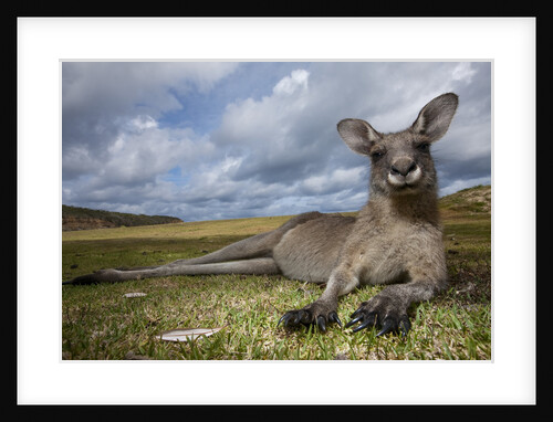 Eastern Gray Kangaroo in Murramarang National Park by Anonymous