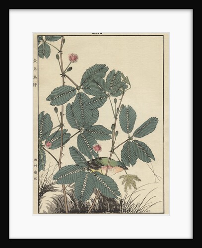 Sensitive Plant, Olive Sparrow by Imao Keinen