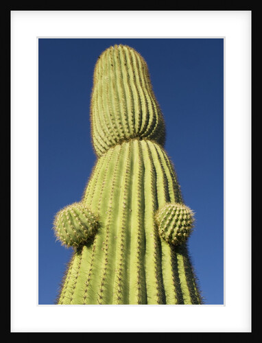 Saguaro Cactus in Tinajas Altas Mountains by Anonymous
