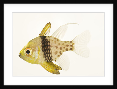 Polka Dot Cardinal Fish by Anonymous