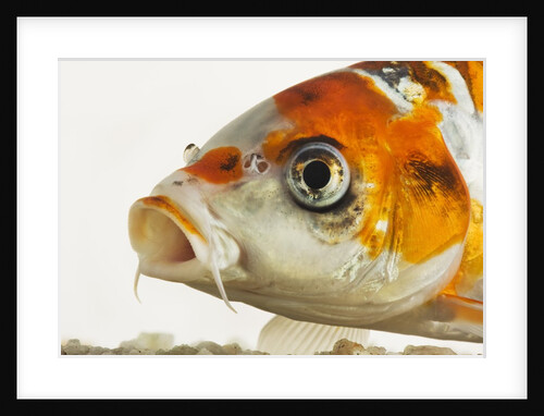 Face of koi fish by Anonymous