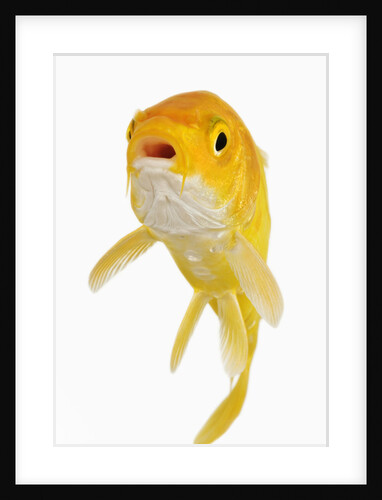 Koi Fish by Anonymous