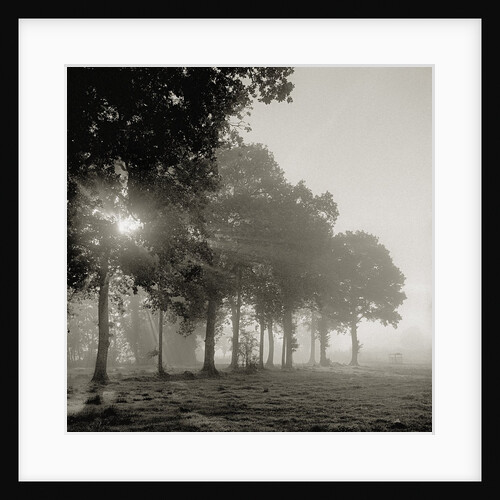 Sun shining through morning mist by Anonymous
