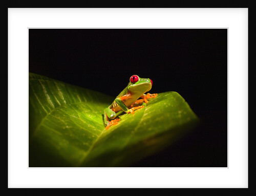 Red-eyed tree frog on leaf by Anonymous