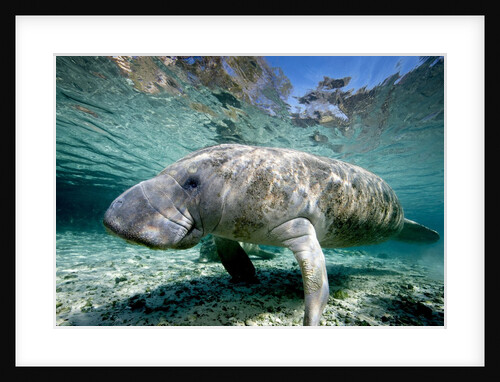 Florida Manatee by Anonymous
