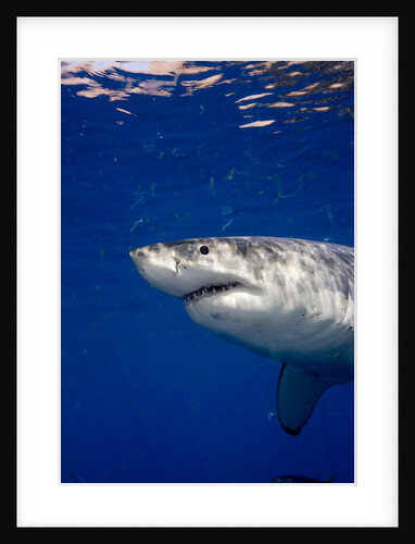 Great White Shark by Anonymous