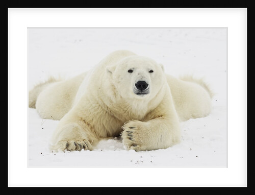 Polar bear lying in snow by Anonymous
