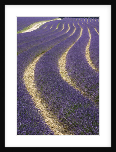 Lavender field by Anonymous