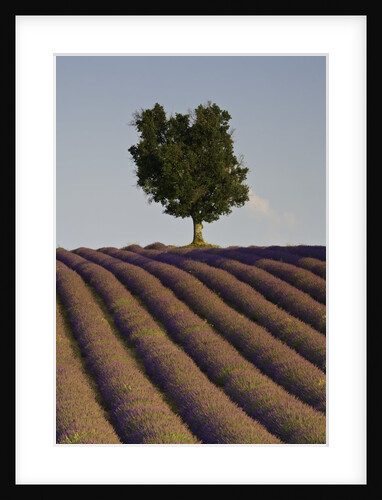 Tree and lavender field by Anonymous