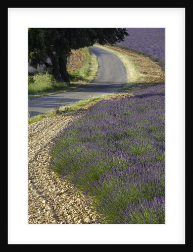 Lavender field and winding road by Anonymous