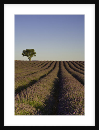 Lavender field by Anonymous
