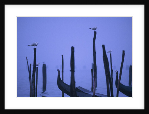 Gondolas in Venice by Anonymous