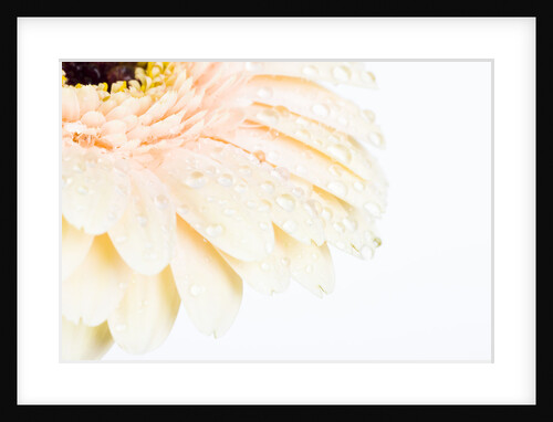 Waterdrops on light pink Gerbera daisy by Anonymous