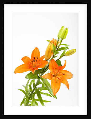 Orange lilies by Anonymous
