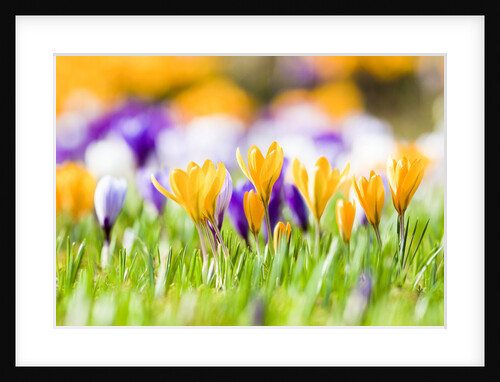 Orange and purple crocus flowers by Anonymous