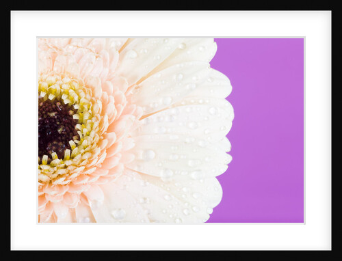 Waterdrops on light pink Gerbera daisy by Anonymous