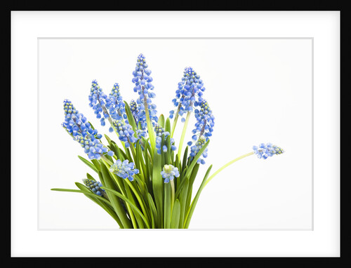 Grape hyacinth by Anonymous