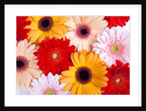 Gerbera daisies by Anonymous