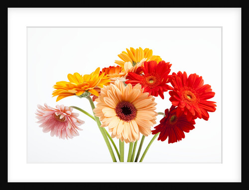 Gerbera daisies by Anonymous