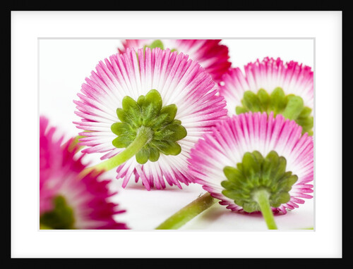 Daisy flowers by Anonymous