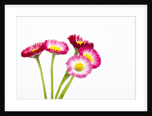 Daisy flowers by Anonymous