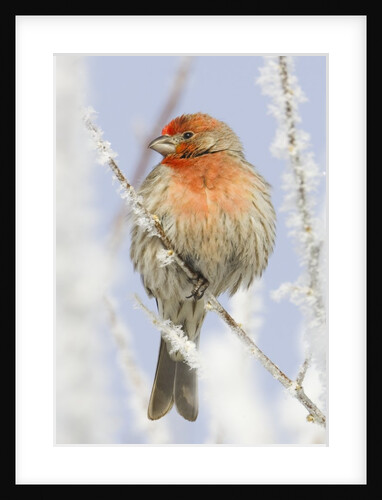 Male house finch on hoarfrost-covered tree in winter by Anonymous