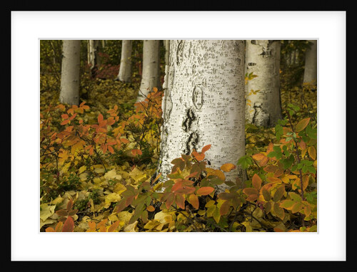 Colorful Autumn Leaves and White Trunks of Aspen Trees by Anonymous