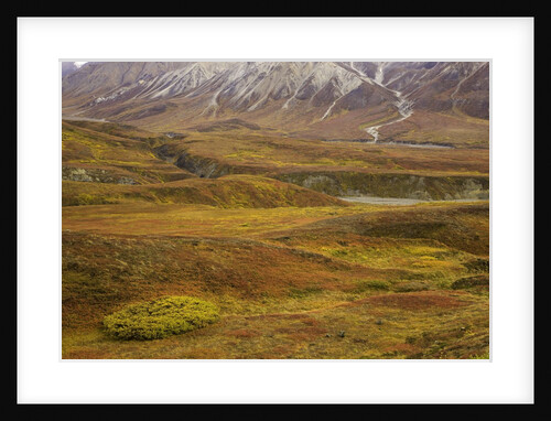 Fall colors on the tundra in Denali National Park by Anonymous