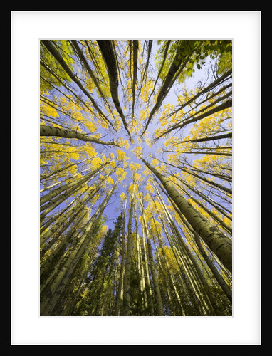Golden Aspen Trees Seen From Below by Anonymous