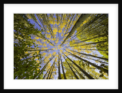 Golden Aspen Trees Seen From Below by Anonymous