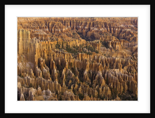 Hoodoos in Bryce Canyon National Park by Anonymous