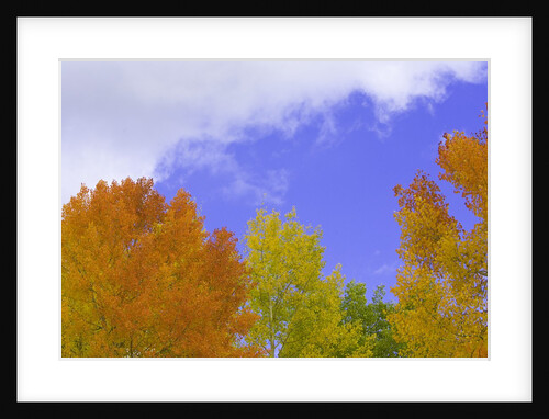 Quaking aspens in fall colors in Grand Teton National Park by Anonymous