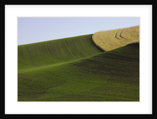 Green and yellow wheat fields in the Palouse Hills of Washington by Anonymous
