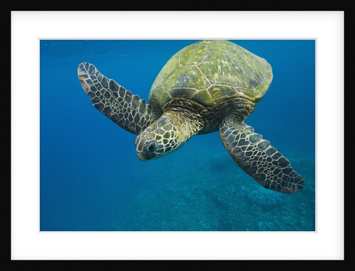Adult green sea turtle (Chelonia mydas) in the protected marine sanctuary at Honolua Bay by Anonymous