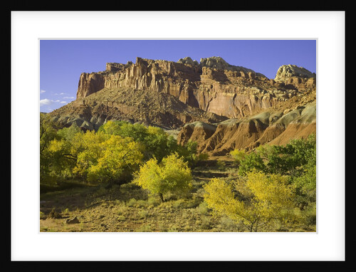 Cottonwood trees and sandstone bluffs in Capitol Reef National Park by Anonymous
